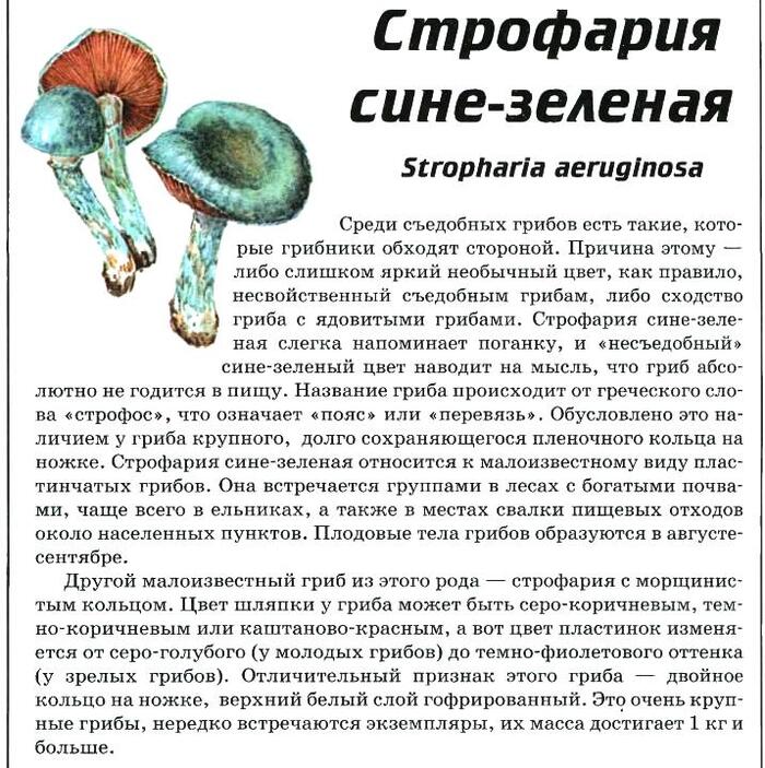 � ����� �������� :)