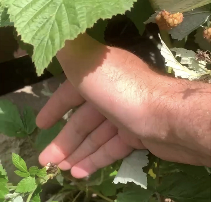 Рис. 7 - Срезанный черенок малины