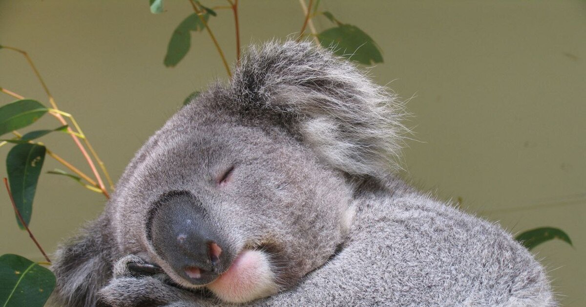 Сколько спят коалы. Коала. Коала фото. Смешная коала.