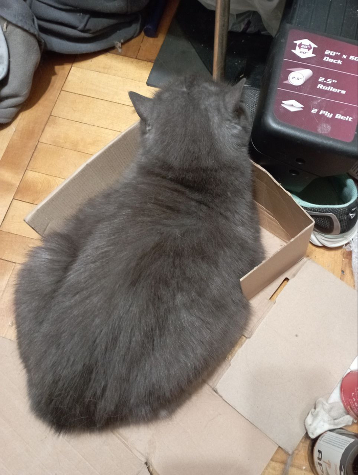 Это не у меня жопа жирная, это у вас жилпощадь слабая