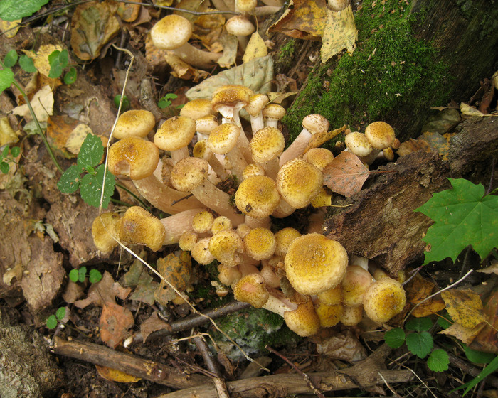  , Armillaria gallica