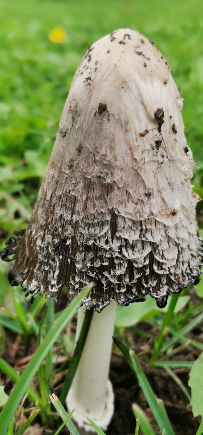 ����������� �������� ����