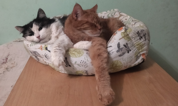 Наш Котэриум переезжает! Часть 1 Помощь животным, Московская область, Без рейтинга, Приют для животных, Москва, Строительство, Приют, Кошатники, Сила Пикабу, Котята, Кот, Пушистые, Видео, Вертикальное видео, Длиннопост