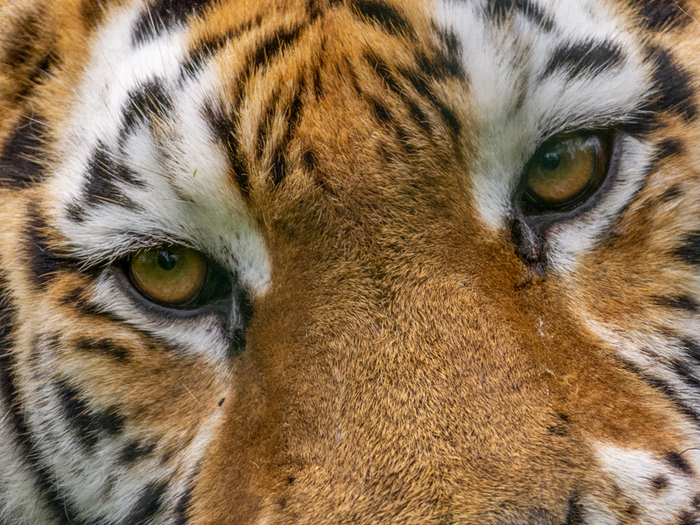 Загляни в эти глаза