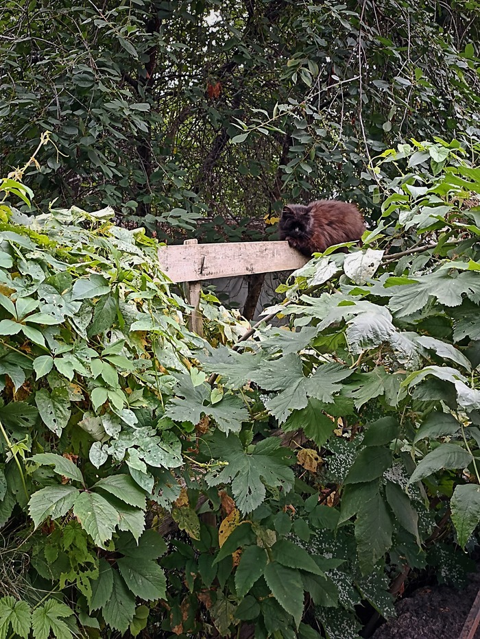 Котик en los ebenes.
