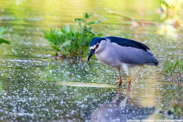  (Nycticorax nycticorax)