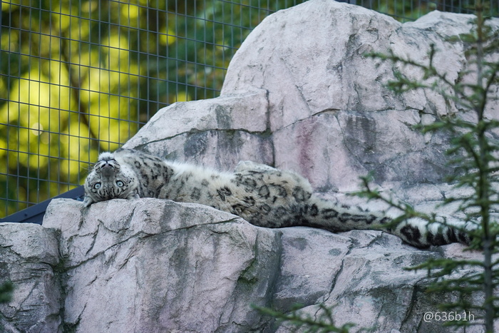 Все вверх тормашками :3