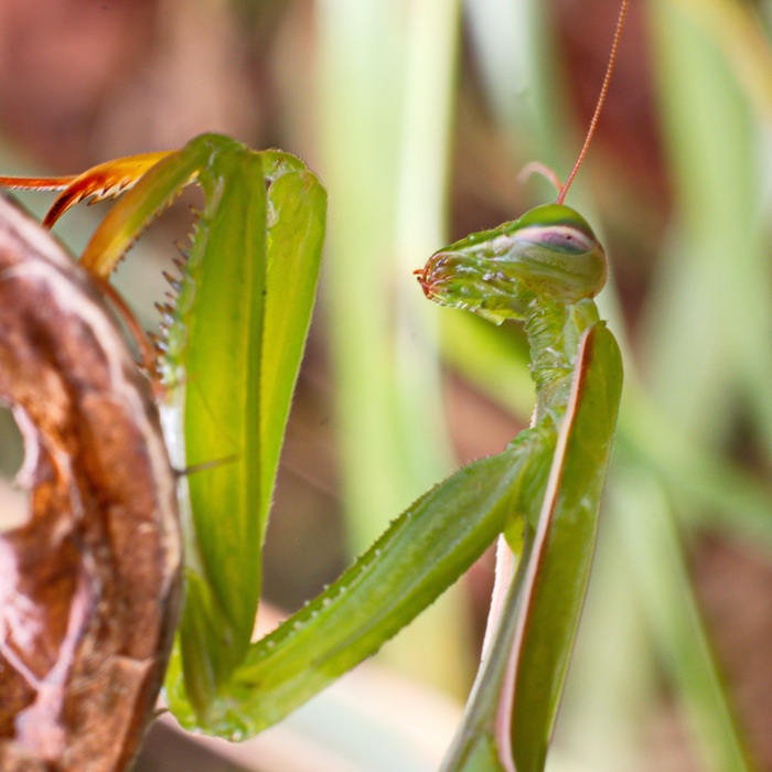  ,    (. Mantis religiosa)