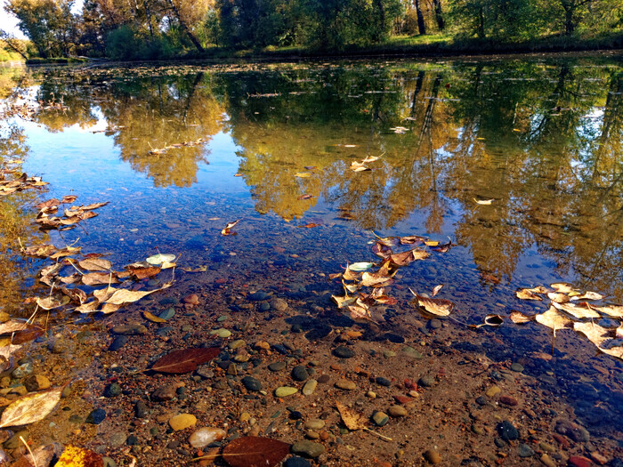 Листья в водоеме ПКИО Абакана. Осень в Хакасии. Сибирь 2023.