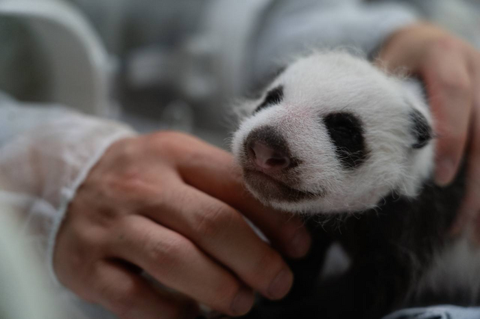 Медвежонок панды в Московском зоопарке