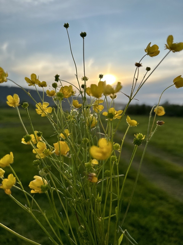 ����������, ������� ���