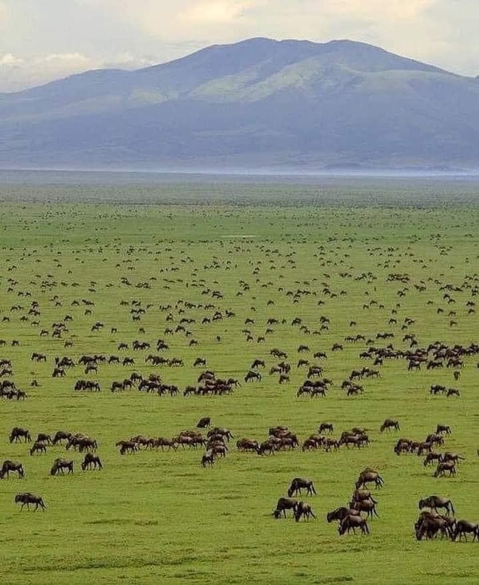 ������������ ���� ���������. ��������