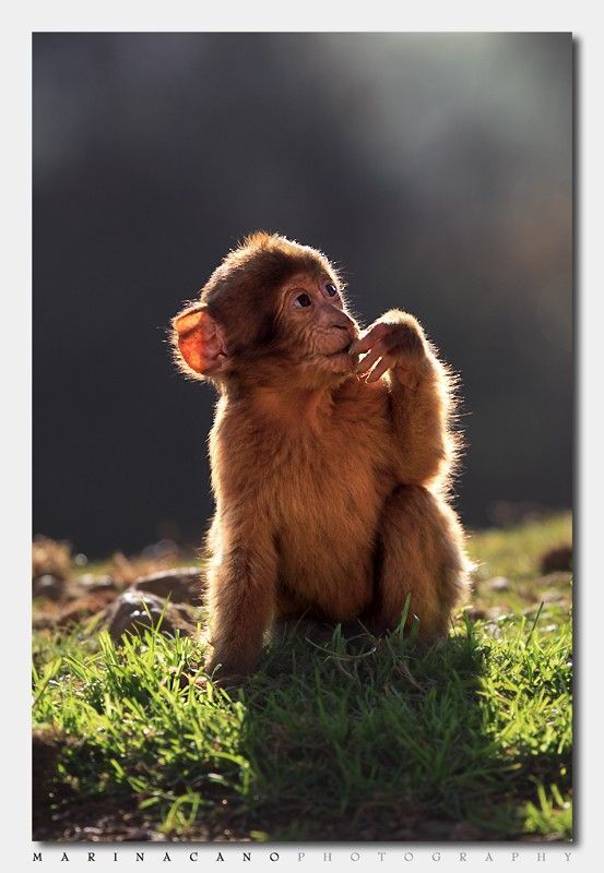 ������ ���������� ��������� ������ ����