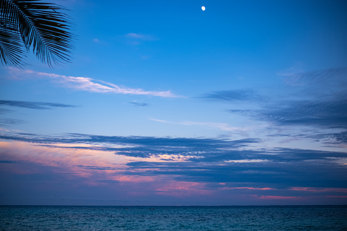 Закатное море с луной и куском пальмы