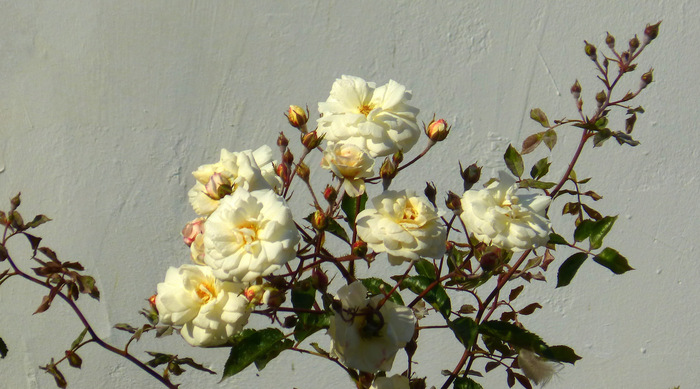 Монастырские розочки