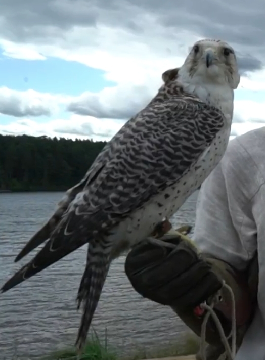 ����������������� ���������. ��������� ����� ���� "���"?