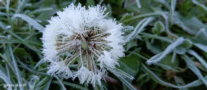 Снежный одуванчик