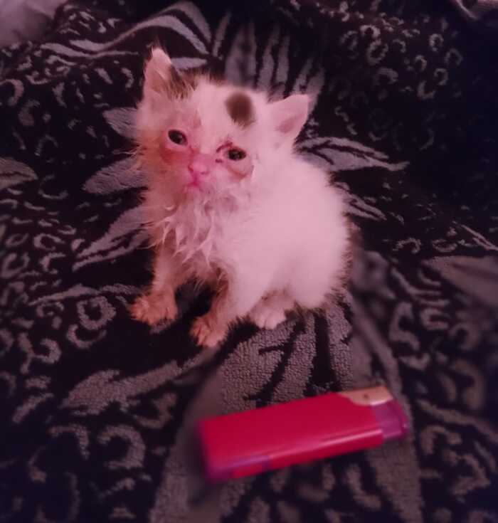 Нашла в кустах,никогда таких маленьких не видела. Она была очень страшненькая,вся в паразитах снаружи и внутри.Кормили со шприца, лечили и надеялись пристроить в добрые руки ибо ни разу не кошатники, но..