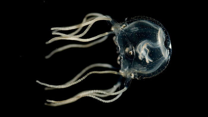 Эти безмозглые медузы используют свои глаза и пучки нервов, чтобы учиться Исследования, Эволюция, НаукаPRO, Наука