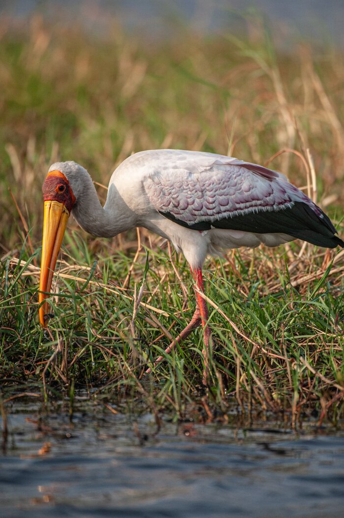   / Yellow-billed stork / Mycteria ibis