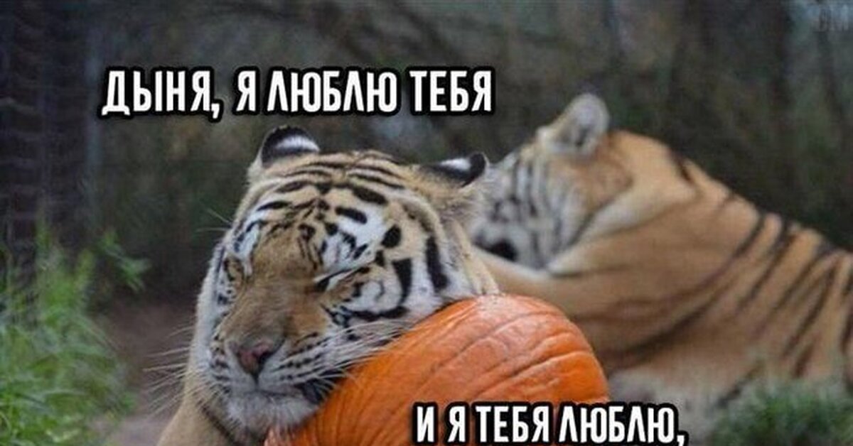 Арбуз | Пикабу