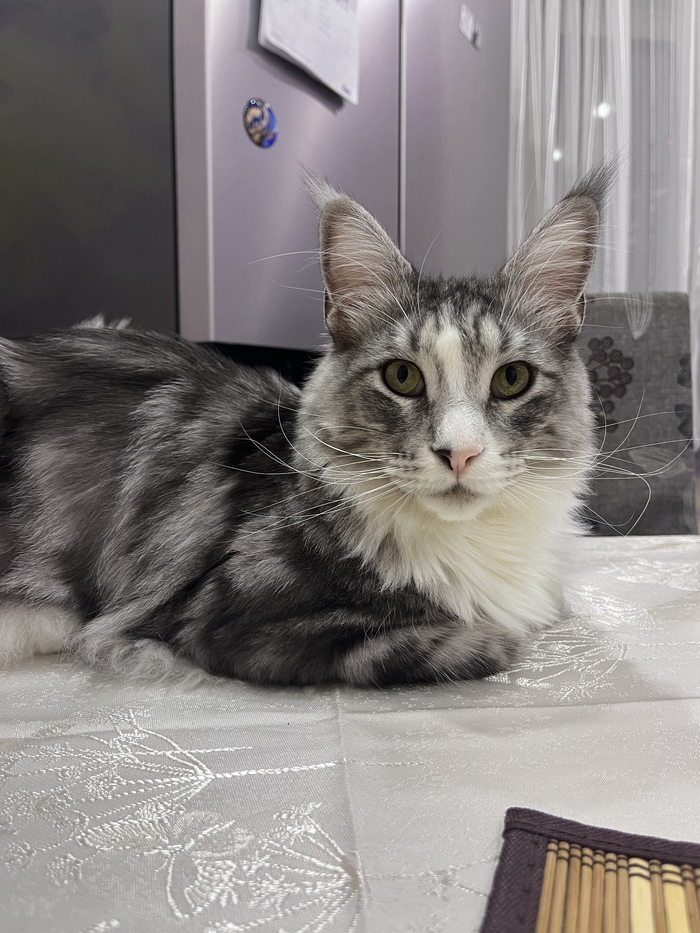 ��� ����� ����