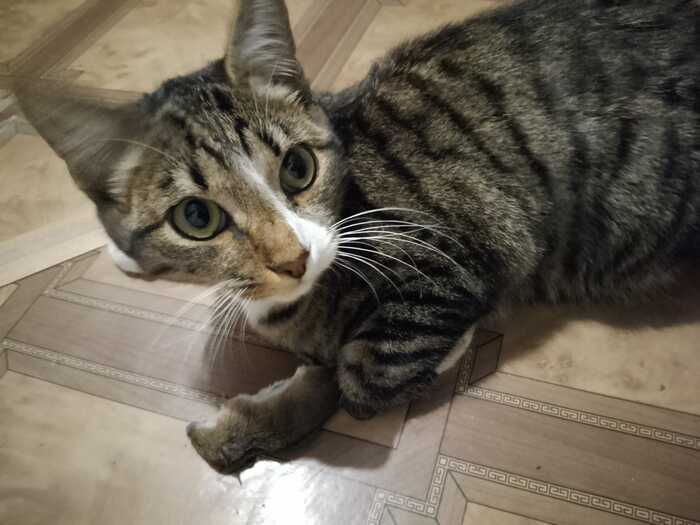 Мурзик мыша поймал!