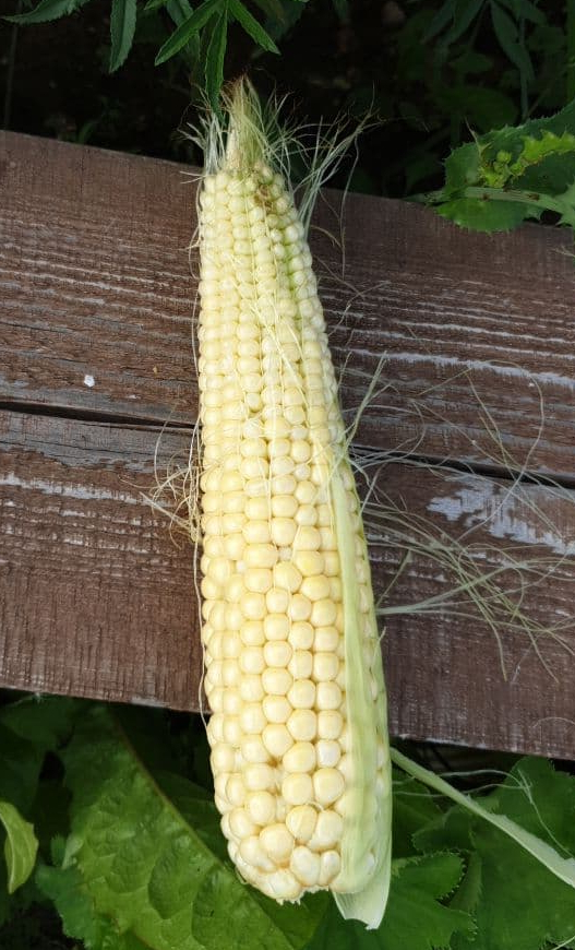  @ 14.08.  ,     .  .