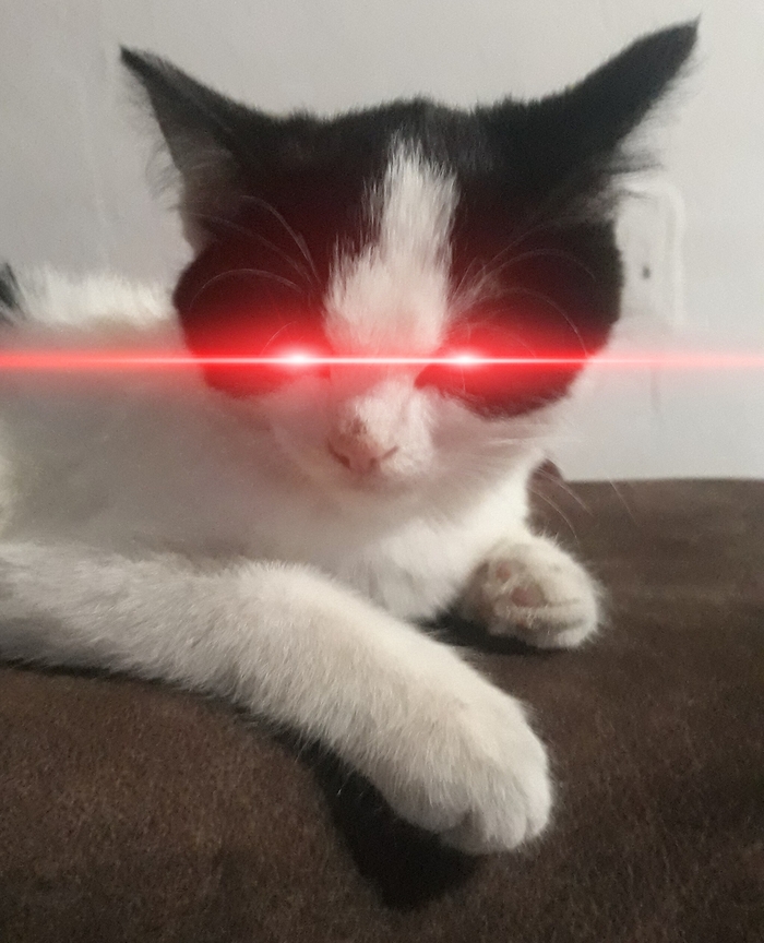 Terminator cat edition