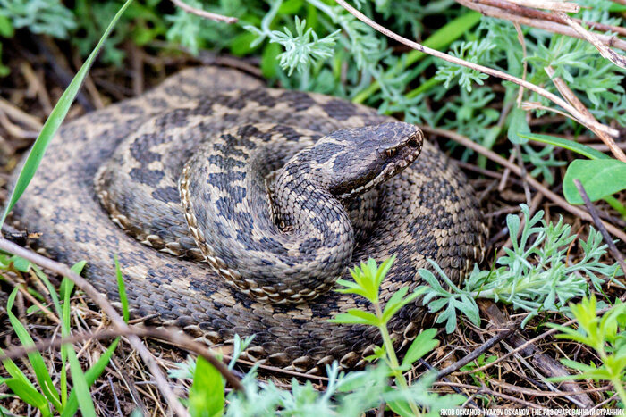   (Vipera renardi)