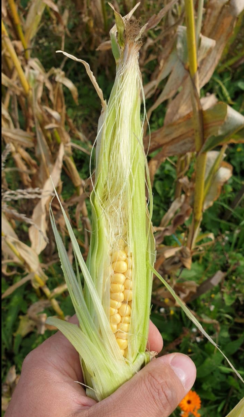 Extra Early Extra Sweet @ 04.10.    . Extra Early -   , ..   .