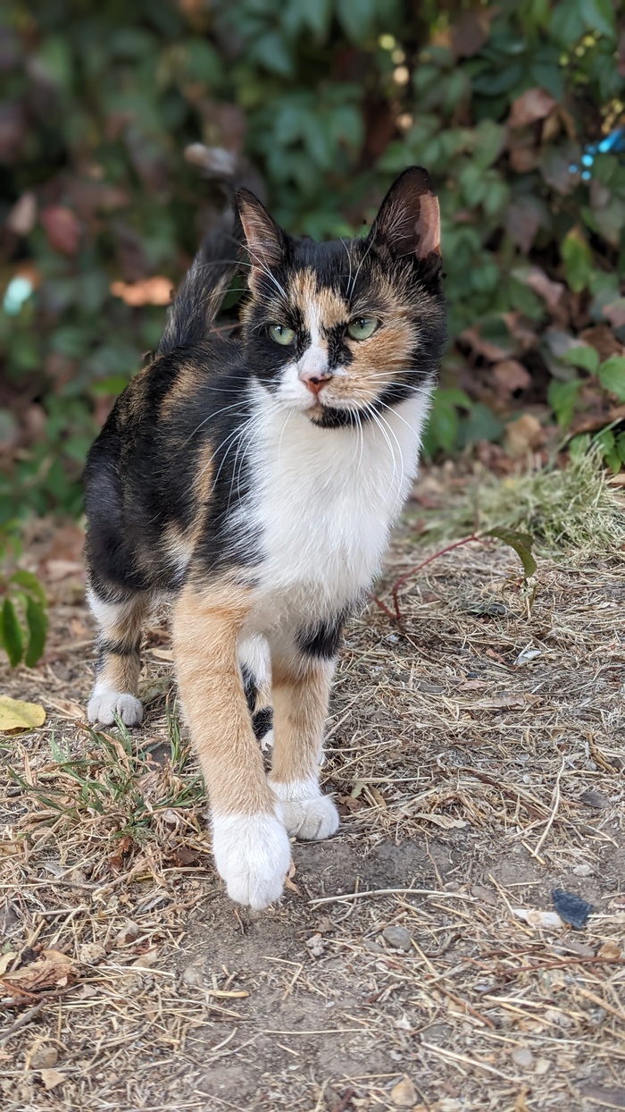 ����� ������� ���� ��������