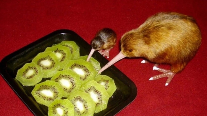 Фото из интернета. Каннибализм в чистом виде