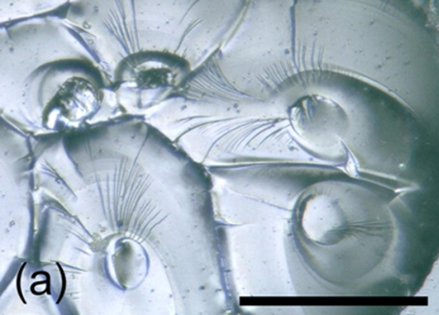      ,     .     100 

G&#xE9;rard Liger-Belair & Clara Cilindre / ACS Omega, 2021