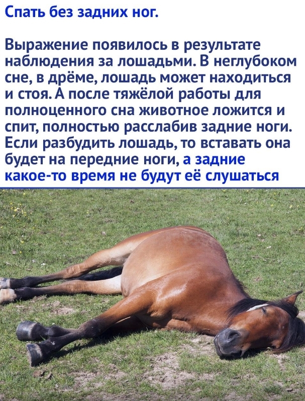 Horse lying down.