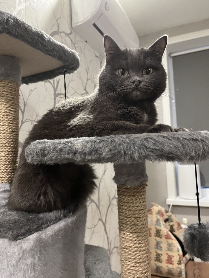 Я кот и мне так удобно