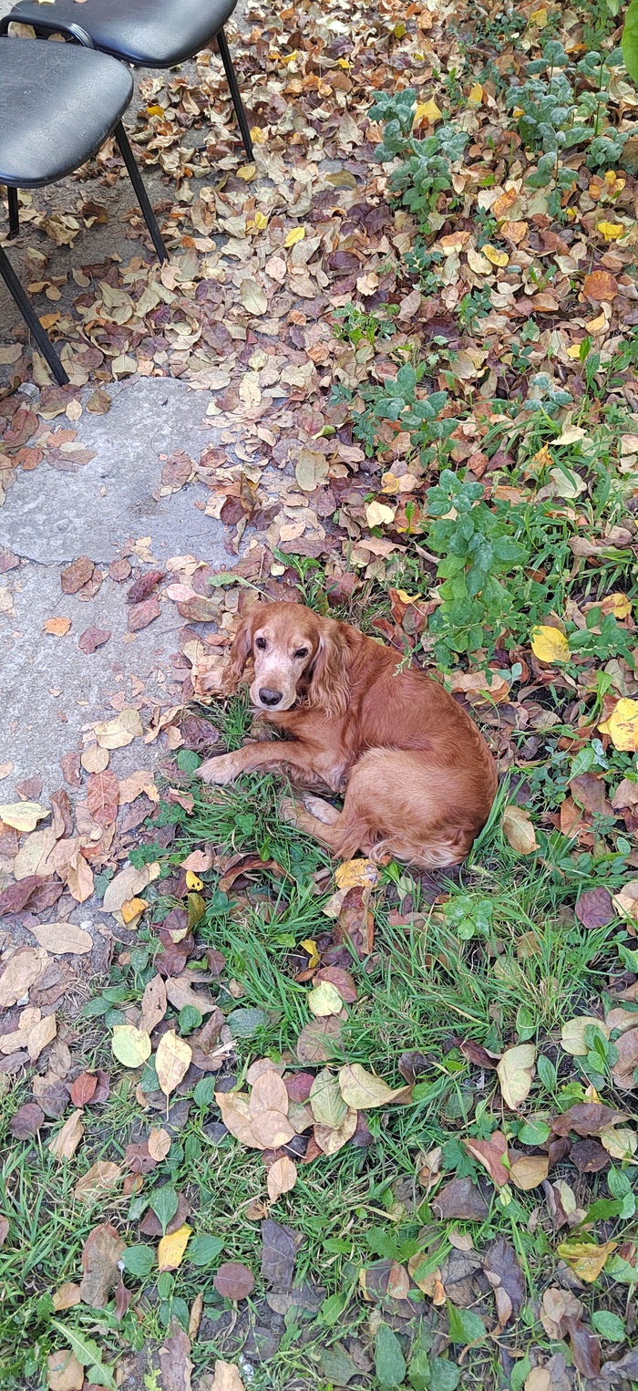 Найден пёсель в Тольятти Пропала собака, Потеряшка, Тольятти, Длиннопост, Найдена собака, Собака, Спаниель, Без рейтинга