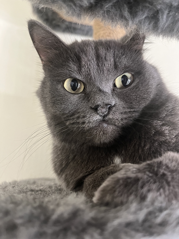 Когда кошачий домик сделан из твоей шерсти