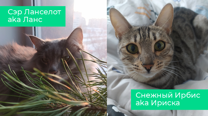 Мои сладкие булочки