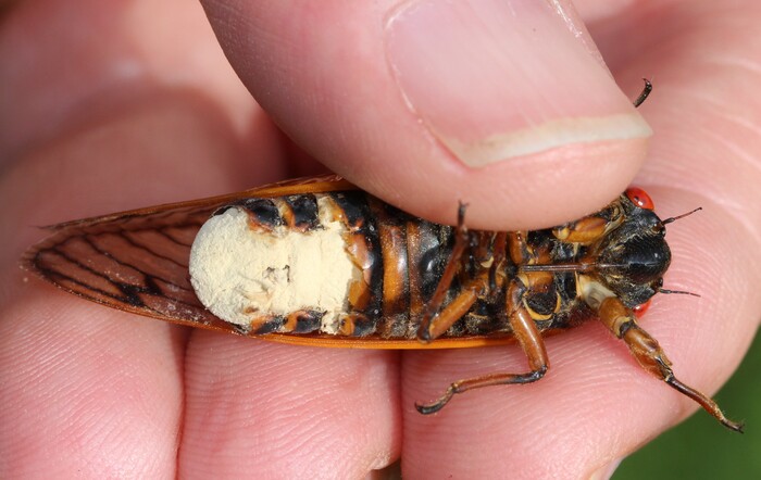 ����� ������ ���. �� ������� �� ������-�����