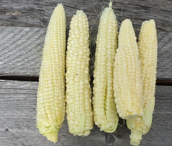  (Cumberland) @ 01.09.   ,     .