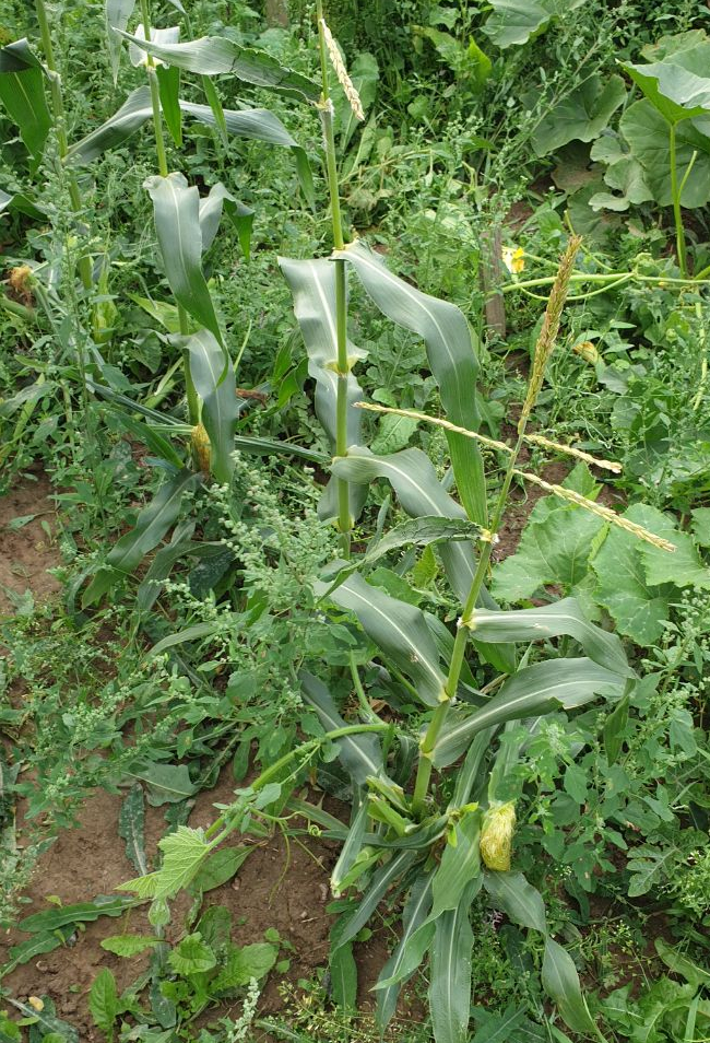  @ 01.09.        -      .