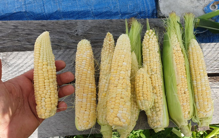  @ 01.09       ,   /   .