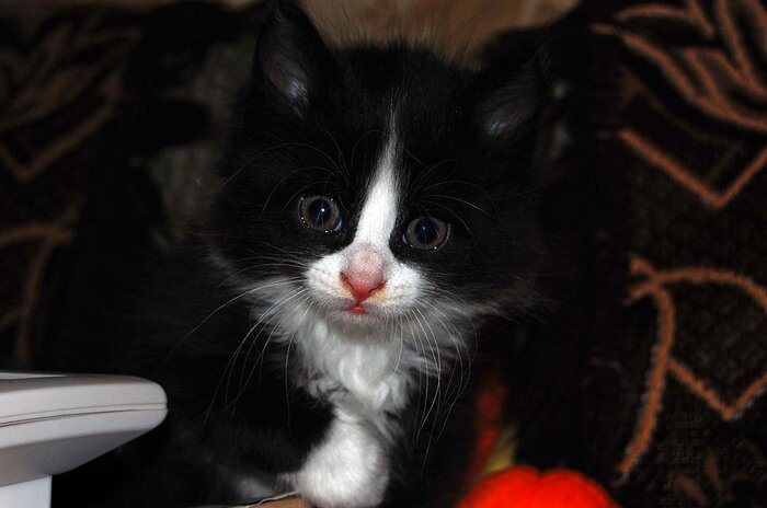 Что? Ты не хочешь больше играть?!? Предатель!!