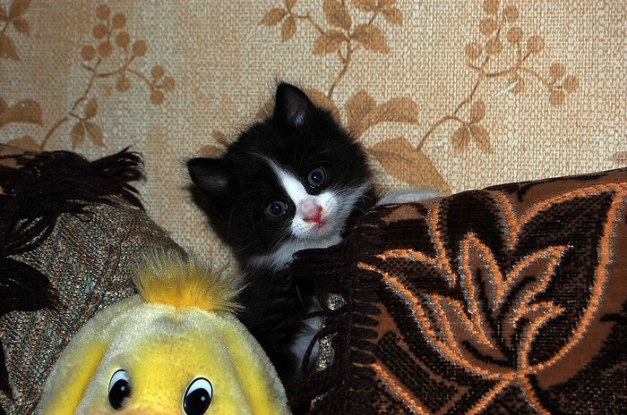 Из-за дивана в дом неотвратимо лезло счастье :)