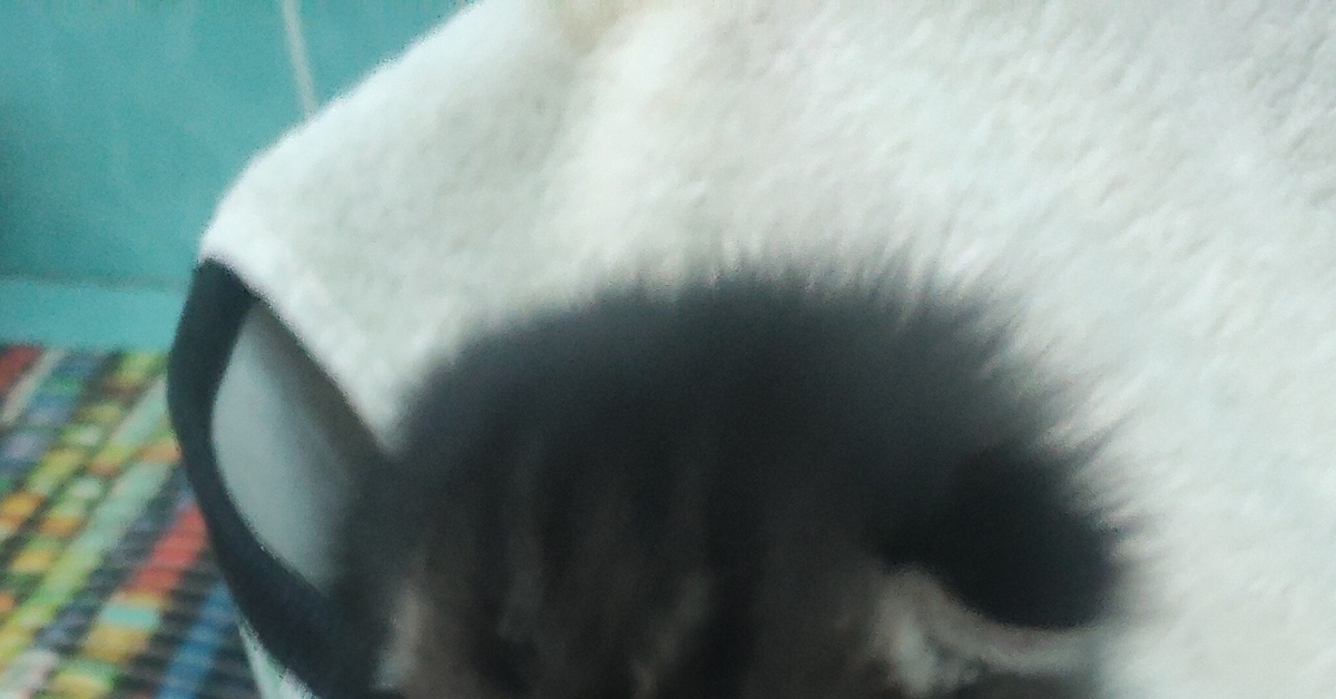 Котенку нужна кормящая кошка Алматы | Пикабу