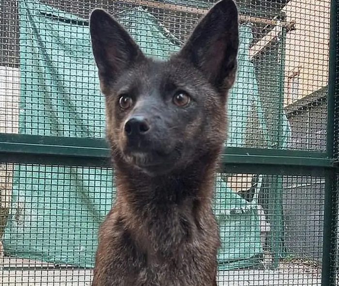 В ветклинику привезли очень странную собаку. Врачи не могли поверить своим глазам