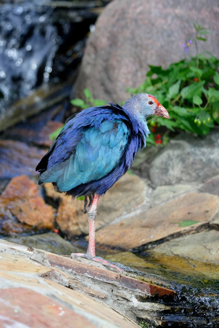 А почему у тебя, птичка, такие большие лапы?...