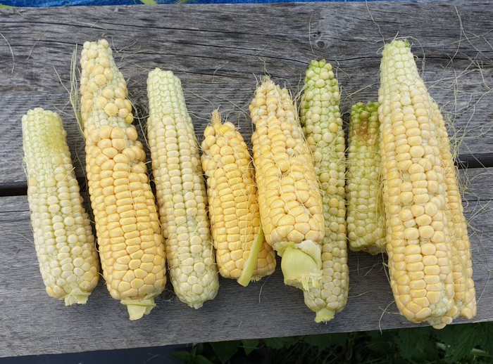  @ 01.09.    -   ,   .