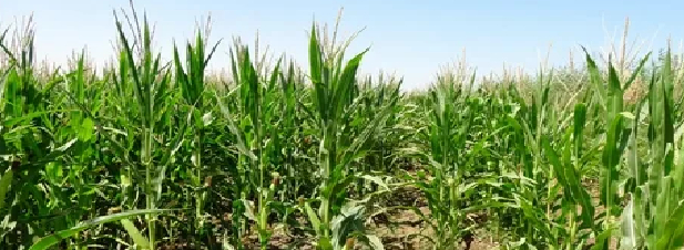 Рис.4 Кукуруза застыла в росте и развитии. Фото из открытых источников